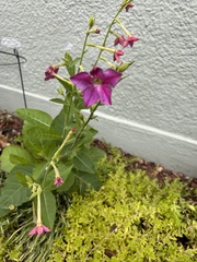 Nicotiana