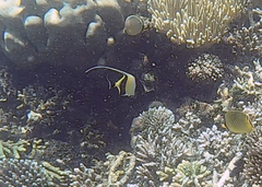 Zanclus cornutus