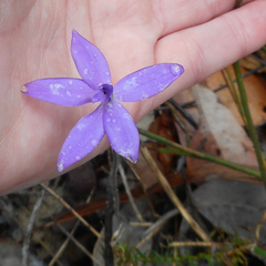 Glossodia minor