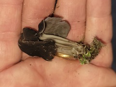 Helvella lacunosa
