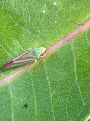 Graphocephala