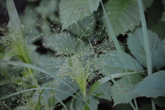 Panicum capillare