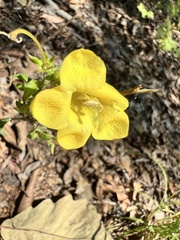 Aureolaria virginica