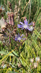 Lactuca pulchella