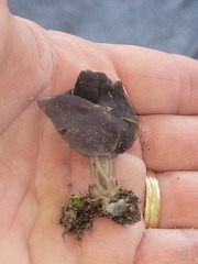 Helvella lacunosa