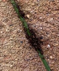 Aphidomorpha