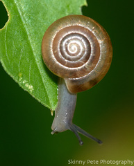 Ventridens ligera