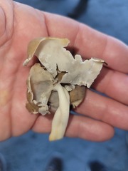 Helvella