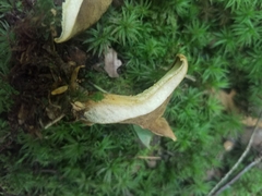 Boletinellus merulioides