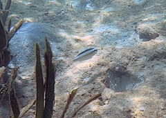 Scolopsis margaritifera