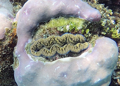 Tridacna crocea