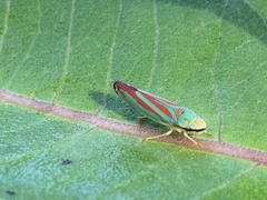 Graphocephala