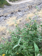 Buddleja tucumanensis