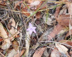 Glossodia minor