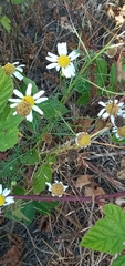 Tripleurospermum inodorum