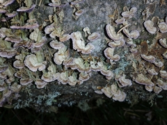 Trichaptum fuscoviolaceum