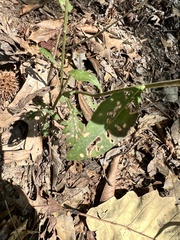 Aureolaria virginica