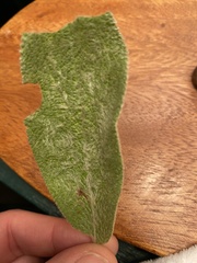 Stachys byzantina