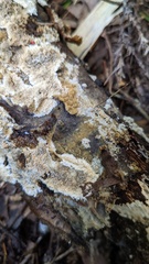Botryobasidium