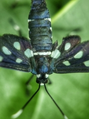Amata stellaris