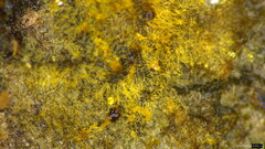 Botryobasidium