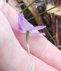 Glossodia minor