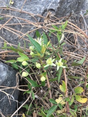 Clematis montevidensis