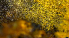 Botryobasidium