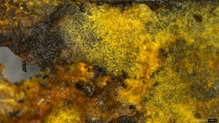 Botryobasidium