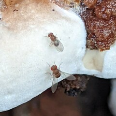 Drosophilidae