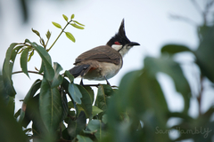 Pycnonotus jocosus pattani