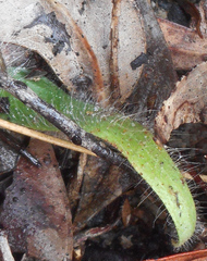 Glossodia minor