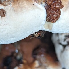 Drosophilidae
