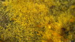 Botryobasidium