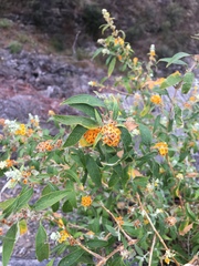 Buddleja