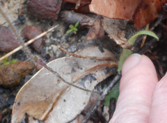 Glossodia minor