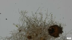 Botryobasidium