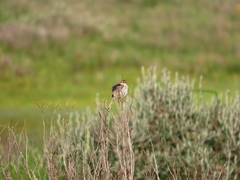 Cisticola tinniens