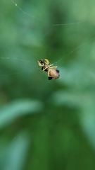 Phymata pennsylvanica