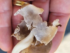 Helvella