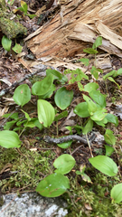 Maianthemum canadense