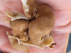 Helvella