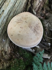 Tylopilus felleus