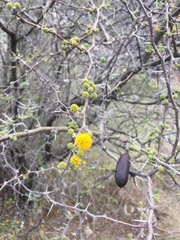 Vachellia caven