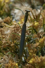Stagmomantis limbata