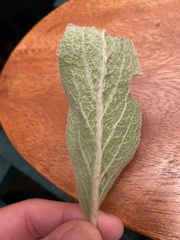 Stachys byzantina