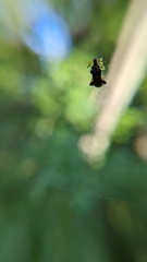 Phymata pennsylvanica