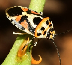 Eurydema ornata
