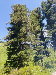 Pinus sibirica