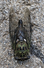 Neotibicen pruinosus